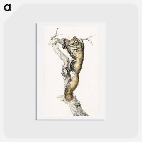 アートポストカード-Flying squirrel, on a branch - ジャン ベルナール Postcard.