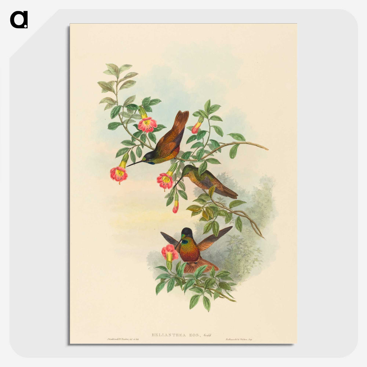 1-91_John-Gould_picture-crop