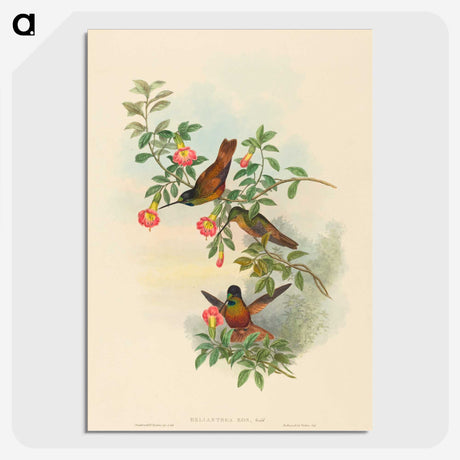1-91_John-Gould_picture-crop