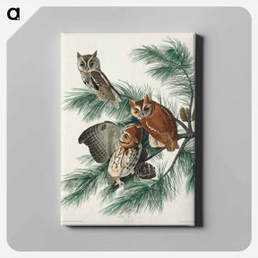 アートパネル-Little Screech Owl
 - ジョン ジェームス オーデュボン Canvas.
