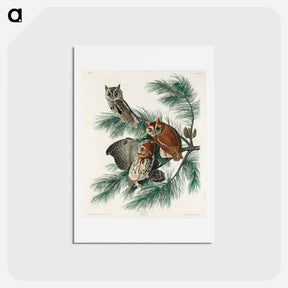 アートポストカード-Little Screech Owl
 - ジョン ジェームス オーデュボン Postcard.