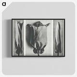 1-91_Karl-Blossfeldt_blk-crop