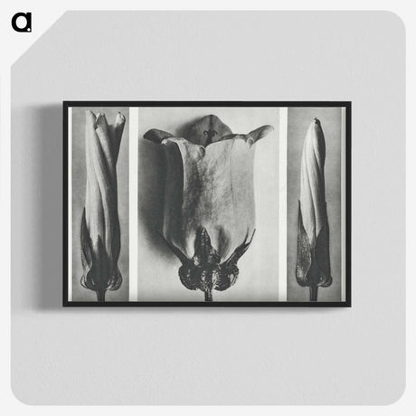1-91_Karl-Blossfeldt_blk-crop