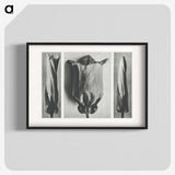 1-91_Karl-Blossfeldt_blk