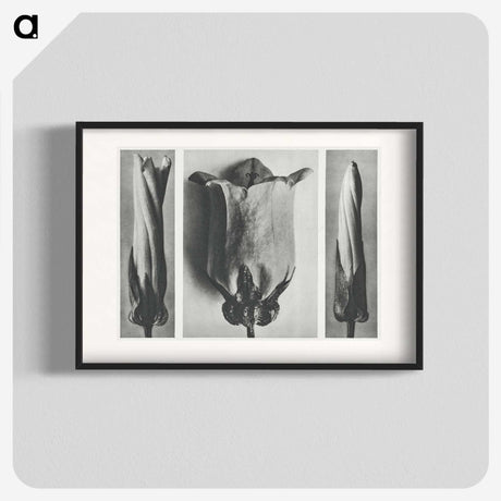 1-91_Karl-Blossfeldt_blk