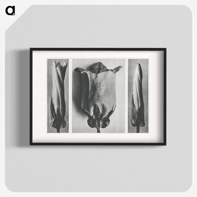 1-91_Karl-Blossfeldt_blk