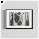 アートポスター-Convolvulus Sepium and Campanula Medium - カール ブロスフェルト Poster.