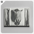 1-91_Karl-Blossfeldt_canvas