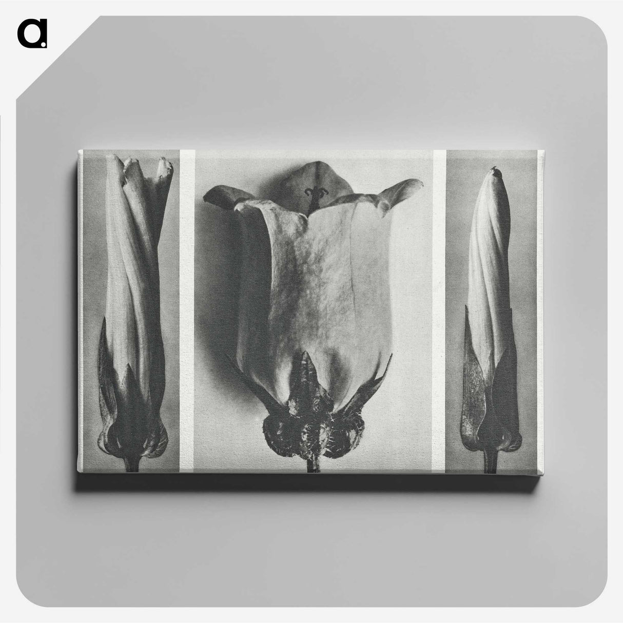 1-91_Karl-Blossfeldt_canvas