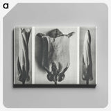 1-91_Karl-Blossfeldt_canvas