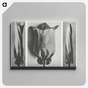 1-91_Karl-Blossfeldt_canvas