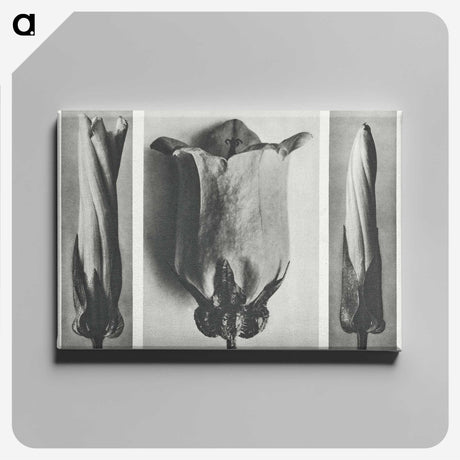 1-91_Karl-Blossfeldt_canvas