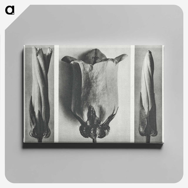 1-91_Karl-Blossfeldt_canvas