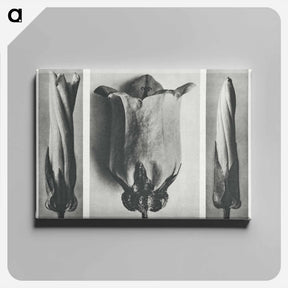 アートパネル-Convolvulus Sepium and Campanula Medium - カール ブロスフェルト Canvas.