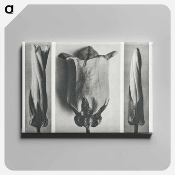 Convolvulus Sepium and Campanula Medium - カール ブロスフェルト Canvas.