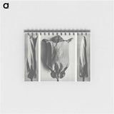 1-91_Karl-Blossfeldt_memo