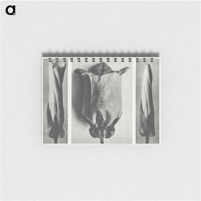1-91_Karl-Blossfeldt_memo