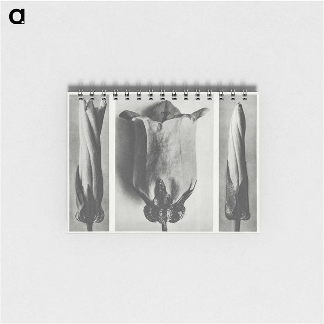 1-91_Karl-Blossfeldt_memo