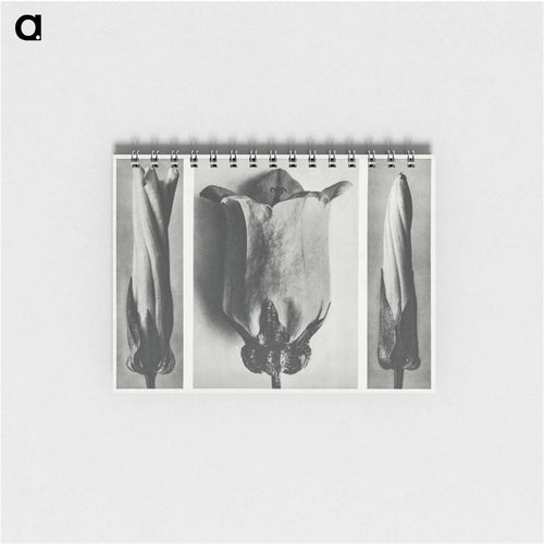 Convolvulus Sepium and Campanula Medium - カール ブロスフェルト Memo.