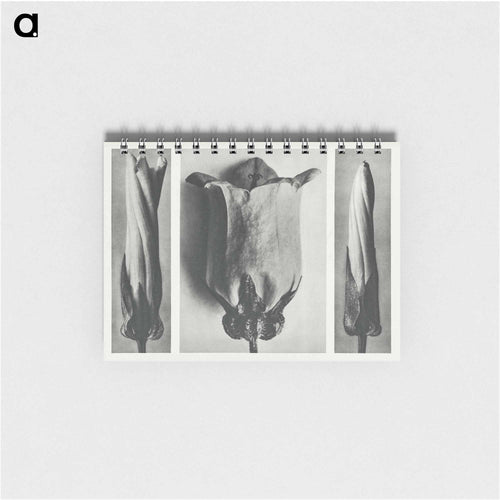 Convolvulus Sepium and Campanula Medium - Karl Blossfeldt Memo.