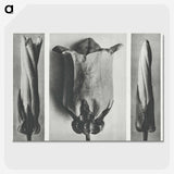 1-91_Karl-Blossfeldt_picture-crop