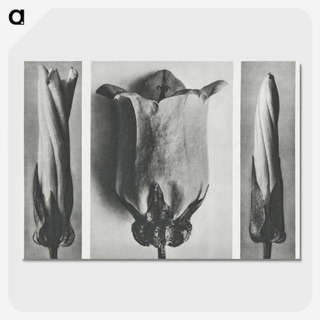 1-91_Karl-Blossfeldt_picture-crop