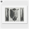 1-91_Karl-Blossfeldt_picture