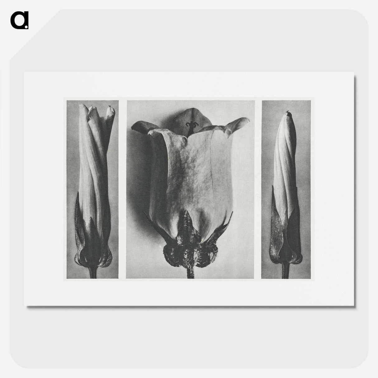 1-91_Karl-Blossfeldt_picture