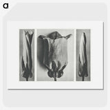 1-91_Karl-Blossfeldt_picture