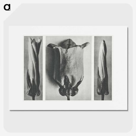 1-91_Karl-Blossfeldt_picture