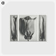 1-91_Karl-Blossfeldt_postcard