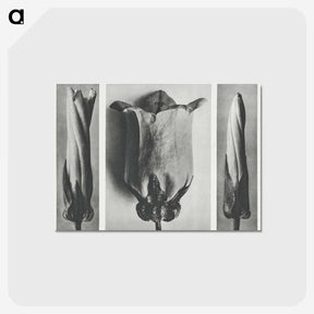 1-91_Karl-Blossfeldt_postcard