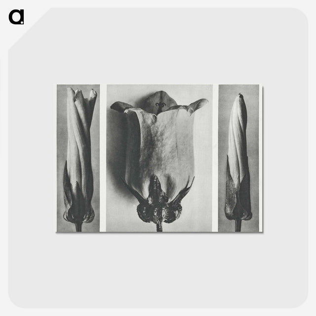 1-91_Karl-Blossfeldt_postcard