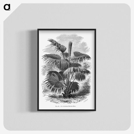 1-91_Les-Palmiers-Histoire-Iconographique_blk-crop