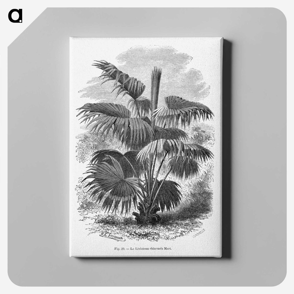 1-91_Les-Palmiers-Histoire-Iconographique_canvas