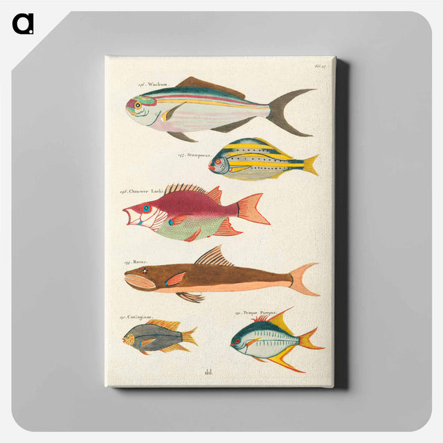 アートパネル-Moluccan Fishes
 - ルイ ルナール Canvas.