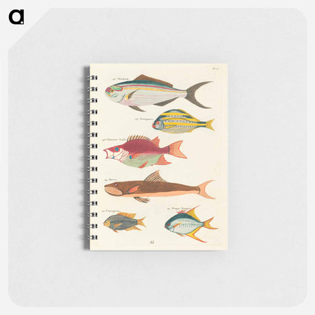 アートメモ帳-Moluccan Fishes
 - ルイ ルナール Memo.