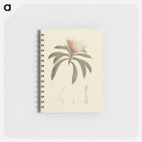 アートメモ帳-Protea gaguedi
 - ルイージ バルガーニ Memo.