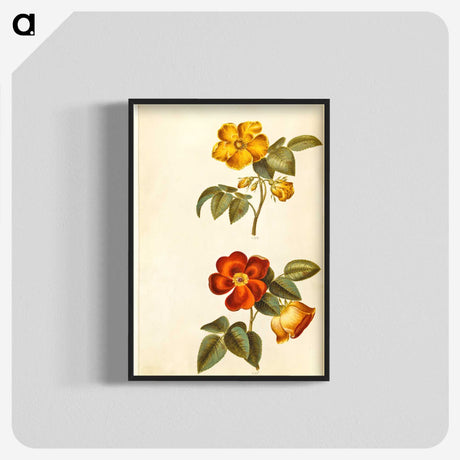 1-91_Maria-Sibylla-Merian_blk-crop