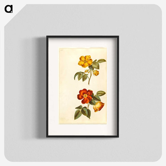 1-91_Maria-Sibylla-Merian_blk