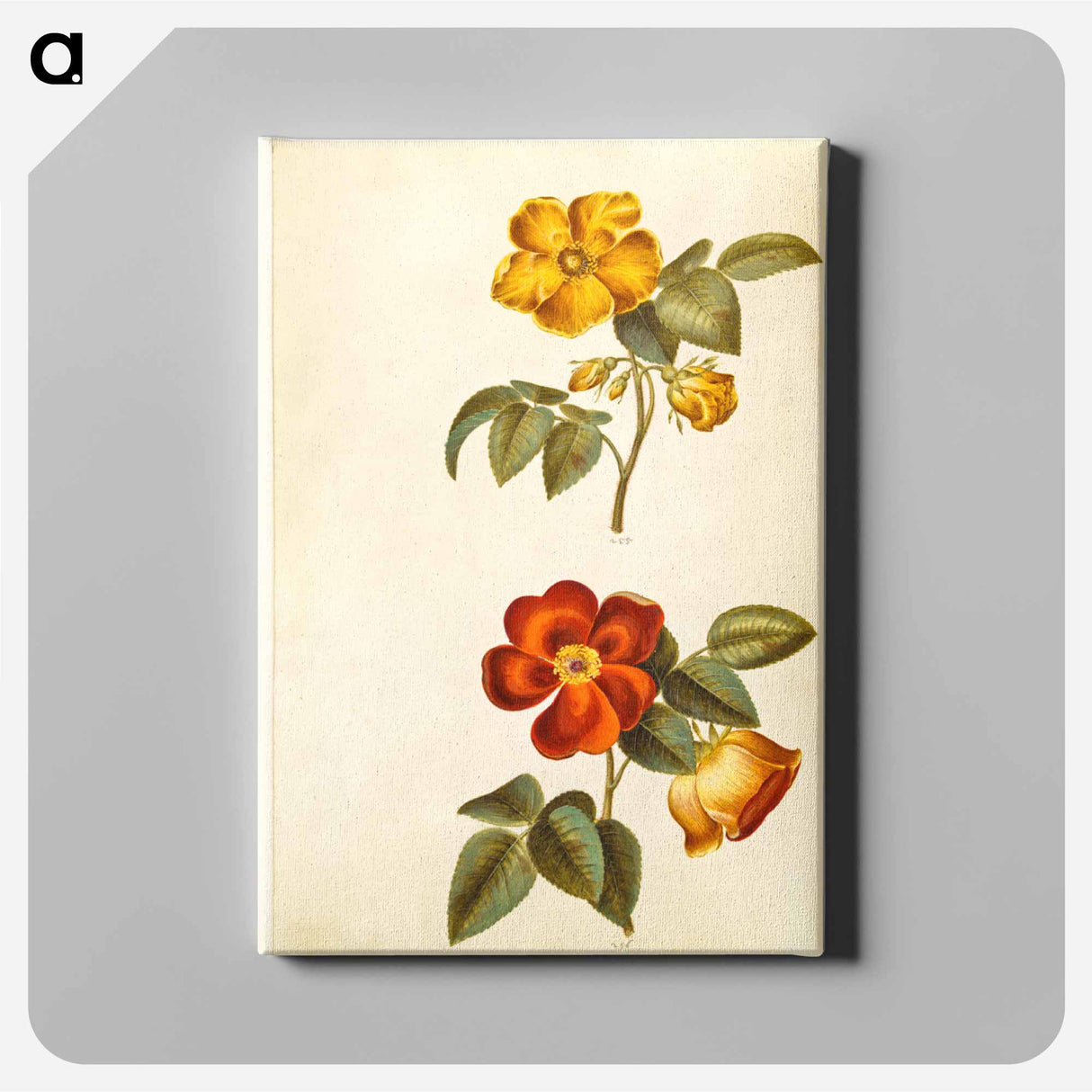 アートパネル-Rosa foetida
 - マリア ジビーラ メーリアン Canvas.