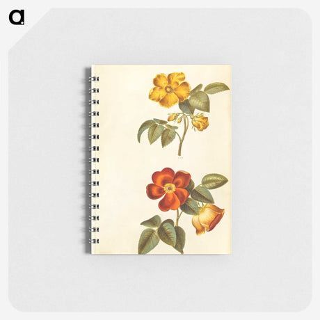 1-91_Maria-Sibylla-Merian_memo