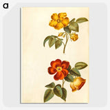 1-91_Maria-Sibylla-Merian_picture-crop