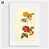 1-91_Maria-Sibylla-Merian_picture