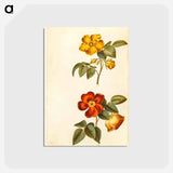アートポストカード-Rosa foetida
 - マリア ジビーラ メーリアン Postcard.