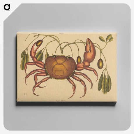 1-91_Mark-Catesby_canvas