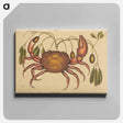 アートパネル-The Land-crab
 - マーク ケイツビー Canvas.