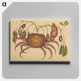 アートパネル-The Land-crab
 - マーク ケイツビー Canvas.