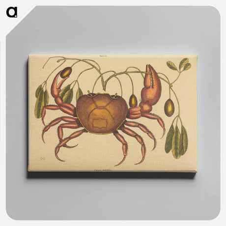 アートパネル-The Land-crab
 - マーク ケイツビー Canvas.