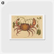 アートポストカード-The Land-crab
 - マーク ケイツビー Postcard.